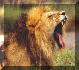 lion1.jpg (8770 bytes)